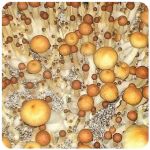 Псилоцибиновые (галлюциногенные)  грибы Psilocybin "Golden Teacher" в Махачкале